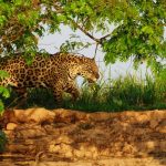 Help to preserve the Pantanal