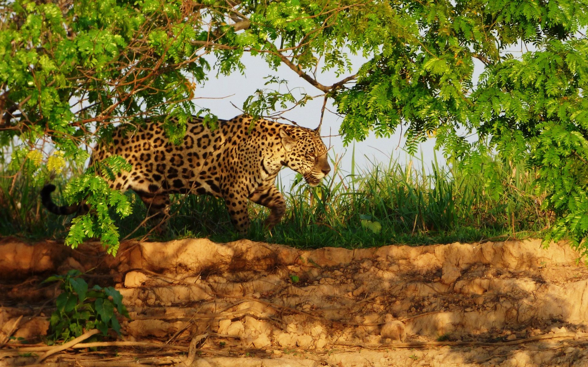 Read more about the article Help to preserve the Pantanal