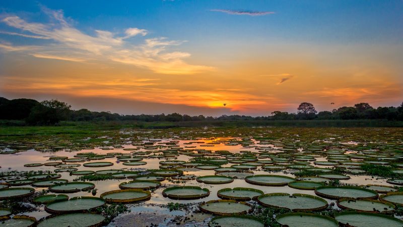 Pantanal travel guide