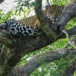 Pantanal Travel Guide