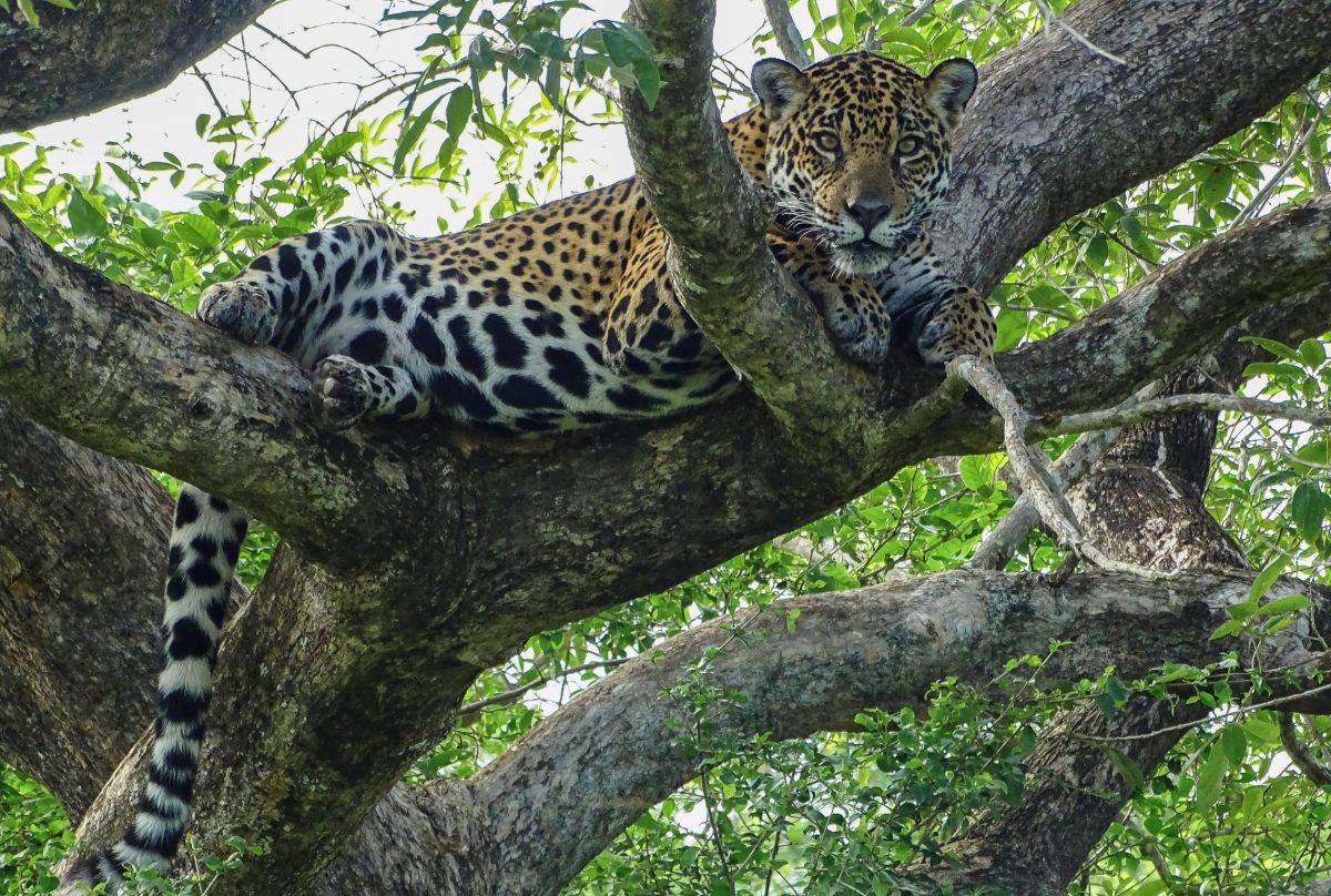 Pantanal travel jaguar